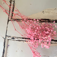 Preserved Baby's Breath