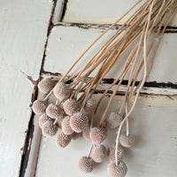 Outlet & Sample [flower stems / greenery]