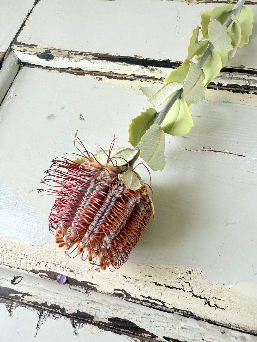 　[Deep & Natural Colours] Outlet & Samples