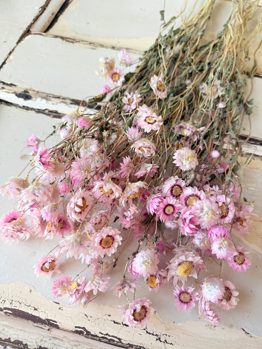 Naturally Dried Rhodanthe Everlasting Daisy