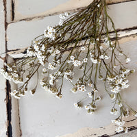 Naturally Dried Ixodia Mini Daisy / Mountain Daisy - White