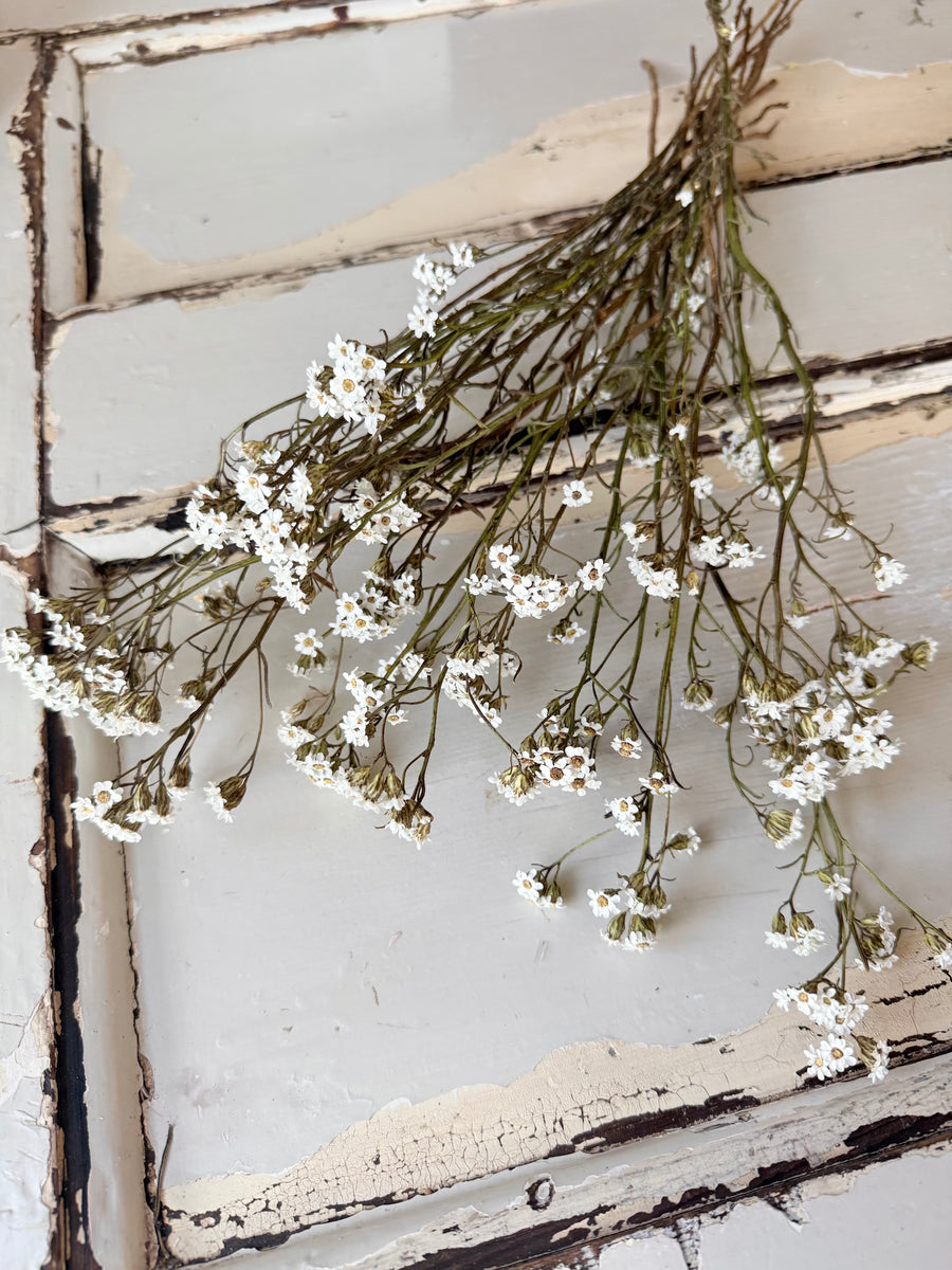 Naturally Dried Ixodia Mini Daisy / Mountain Daisy - White