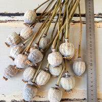 Dried Poppy Pods / Papaver - natural brown