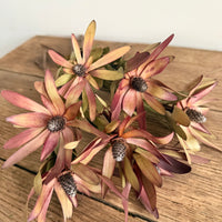 Naturally Dried Leucadendron - Australian Native