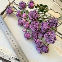 Dried Spray Mini Rose