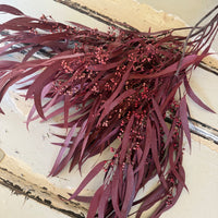 Preserved Eucalyptus / Gum