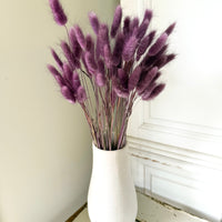 Dried Bunny Tail / Lagurus Ovatus