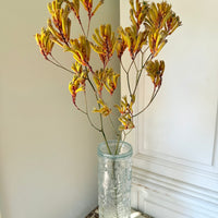 Preserved / Naturally Dried Kangaroo Paw