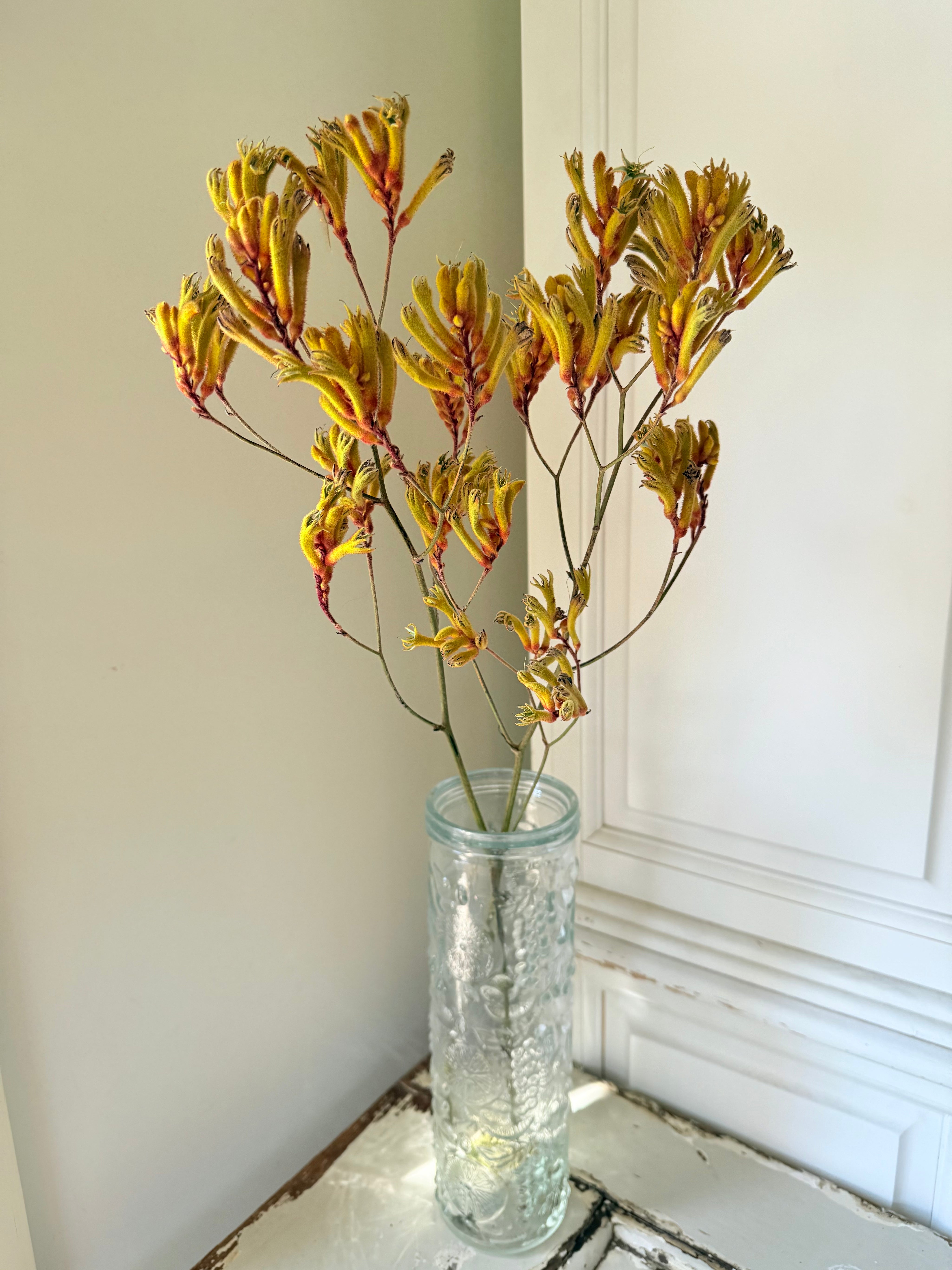 Preserved / Naturally Dried Kangaroo Paw – FLEURI flowers