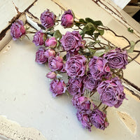 Dried Spray Mini Rose
