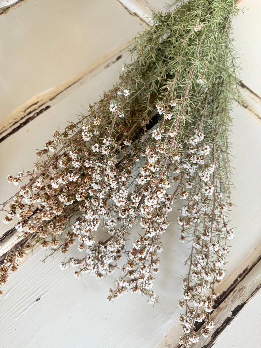 Naturally Dried Ti Tree / Tea Tree -  green white