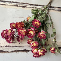 Dried Spray Mini Rose