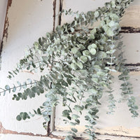 Dried Gum / Eucalyptus - natural green