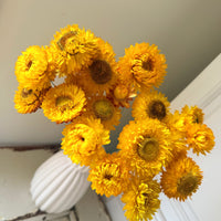 Dried Strawflower Daisy flower bunch - Helichrysum / Everlasting / Paper Daisy - stems / heads - Australian Native