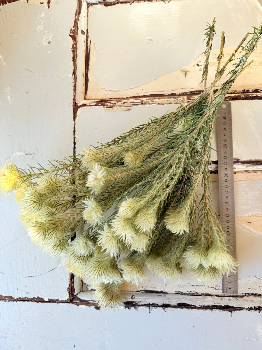 Naturally Dried Philyca Flowers - natural green beige