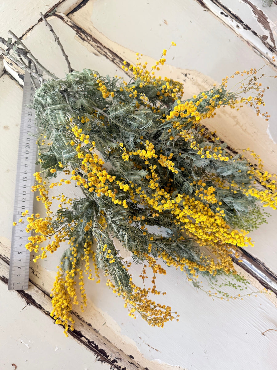 天然干燥金合欢花/含羞草花/金合欢花 - 澳大利亚本土 - 天然黄色