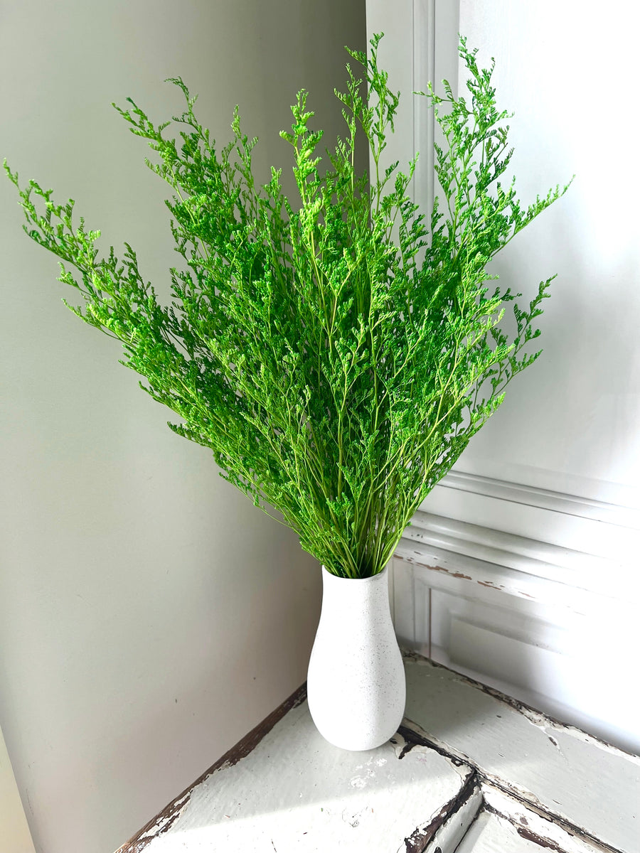 Soft / Vivid Hue Preserved Limonium | Misty | Sea Lavender