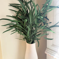 Preserved Eucalyptus / Gum