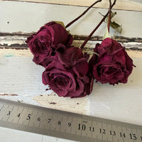 Dried Rose