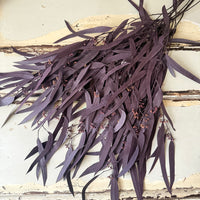 Preserved Eucalyptus / Gum