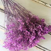 Preserved Baby's Breath