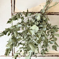 Naturally Dried Gum / Eucalyptus - natural green