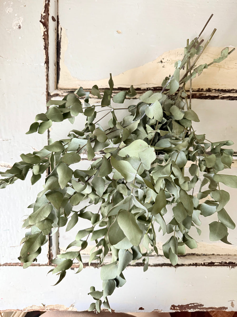 Naturally Dried Gum / Eucalyptus - natural green