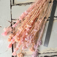 Outlet & Sample [flower stems / greenery]