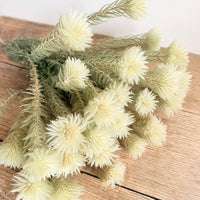 Naturally Dried Philyca Flowers - natural green beige