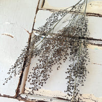 Naturally Dried Strillingia - without pods