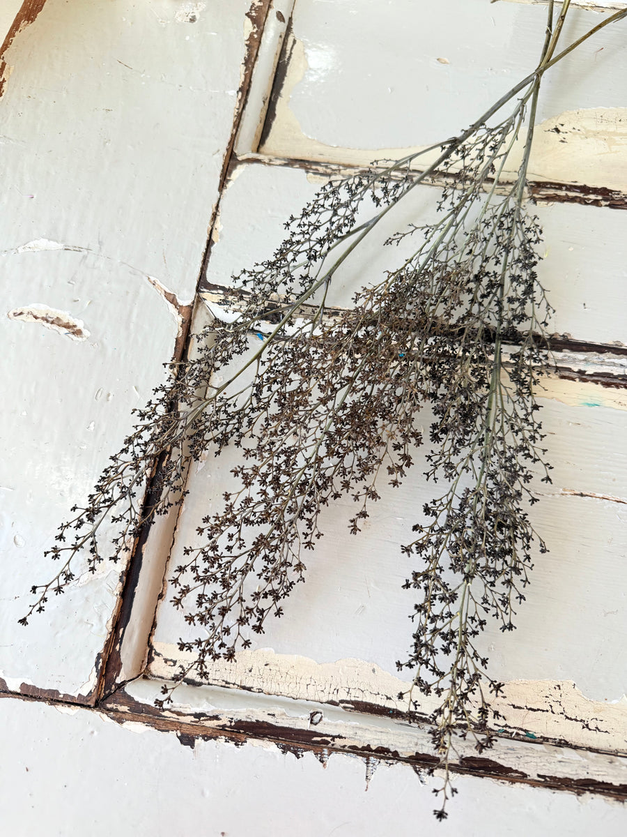 Naturally Dried Strillingia - without pods