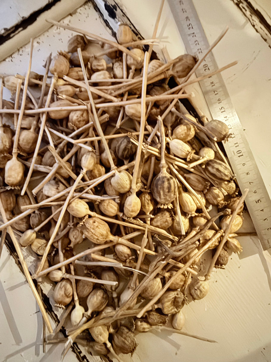 Naturally Dried Poppy Pods* / Papaver - natural brown
