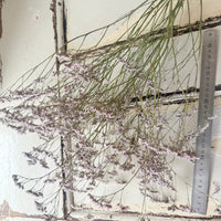 Naturally Dried  / Prserved Misty | Limonium | Sea Lavender