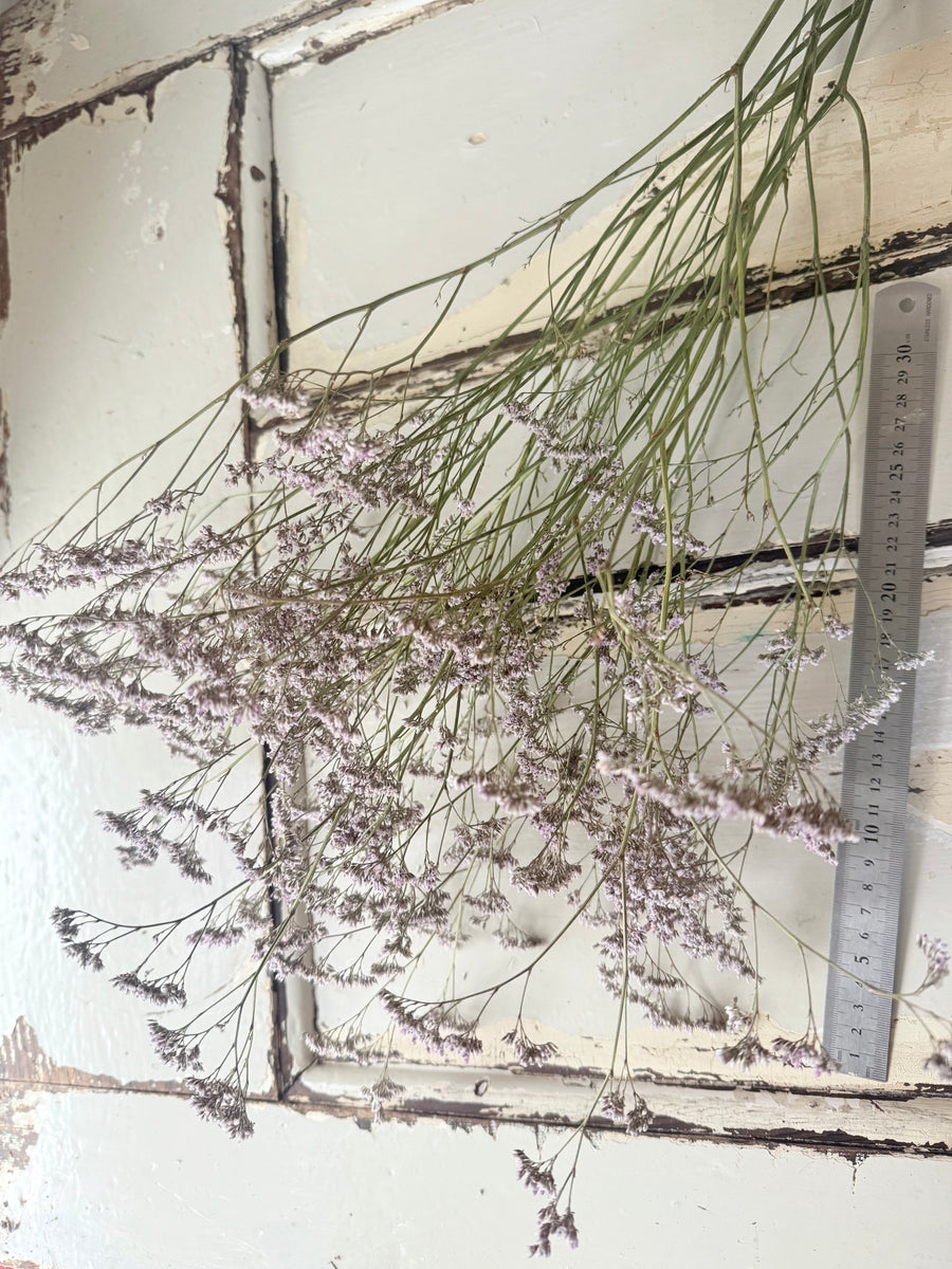 Naturally Dried  / Prserved Misty | Limonium | Sea Lavender