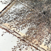 Naturally Dried Strillingia - without pods