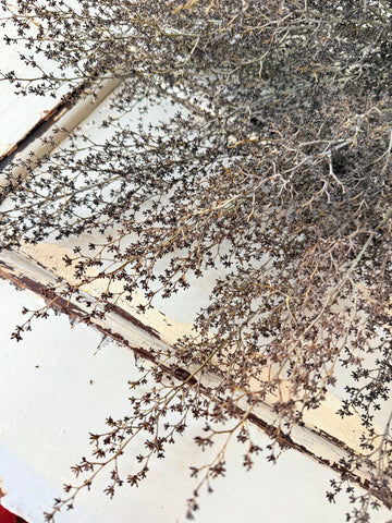 Naturally Dried Strillingia - without pods