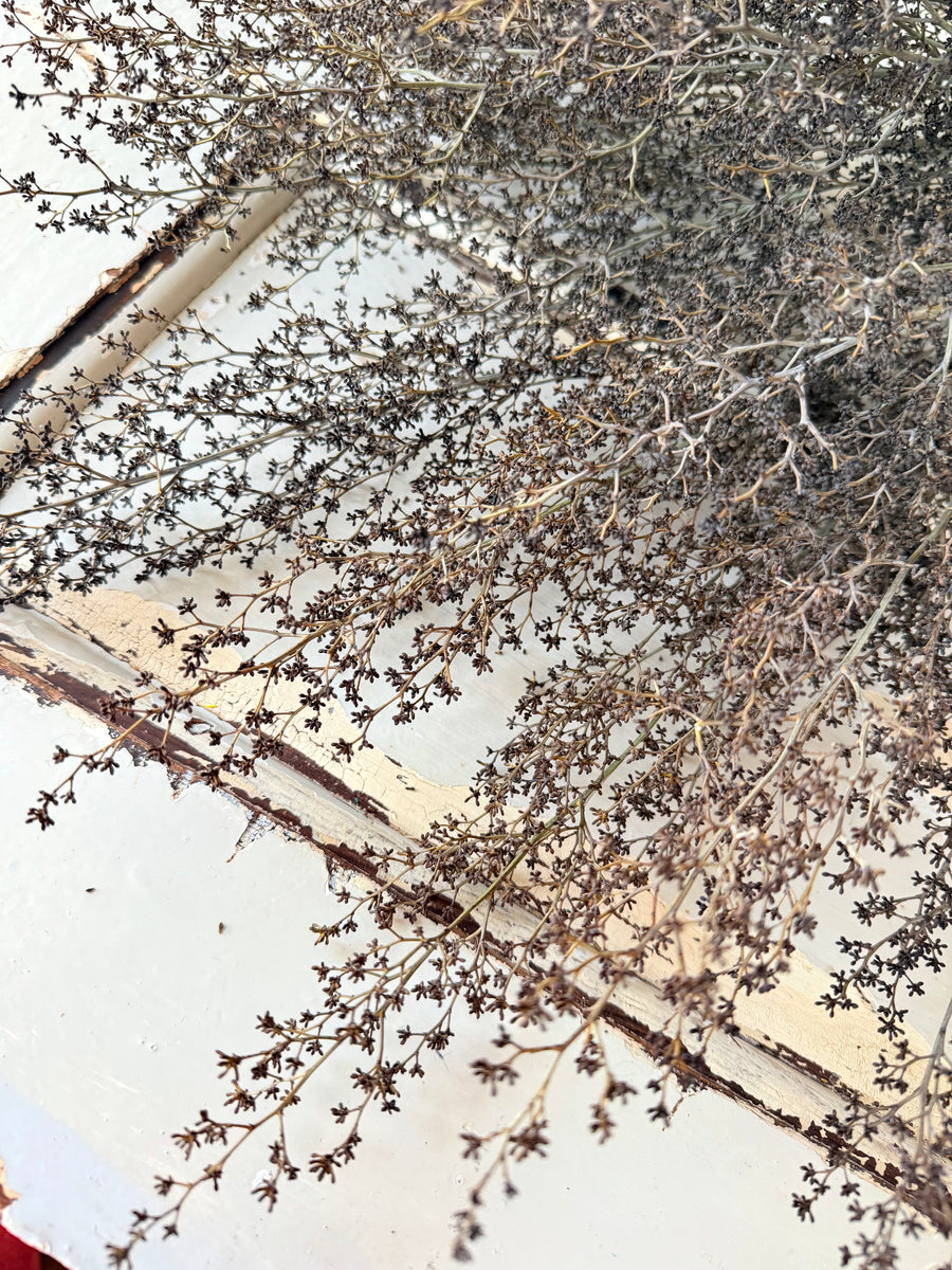 Naturally Dried Strillingia - without pods