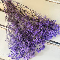 Preserved Baby's Breath