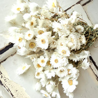 Outlet & Sample [flower stems / greenery]