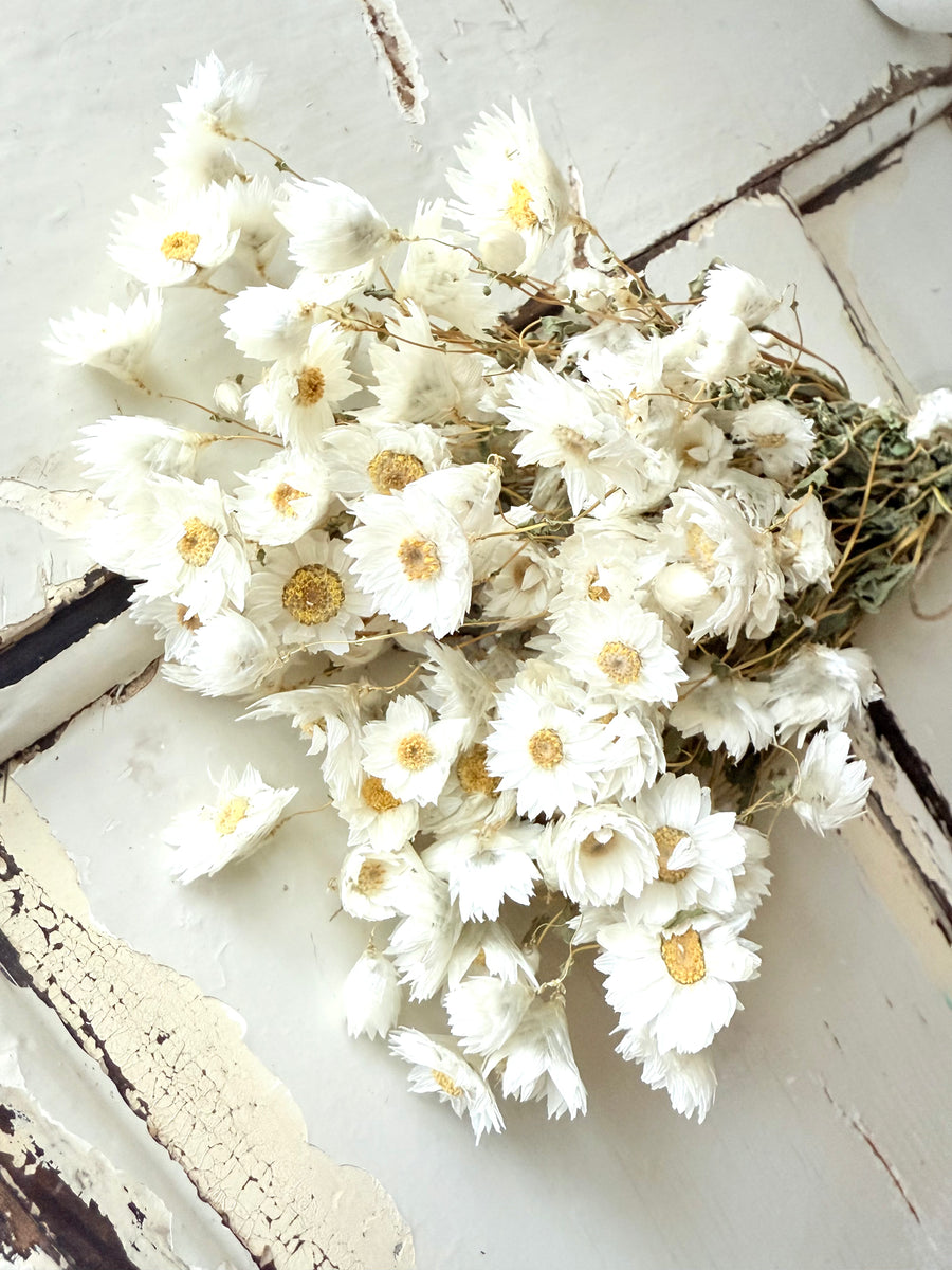 Outlet & Sample [flower stems / greenery]