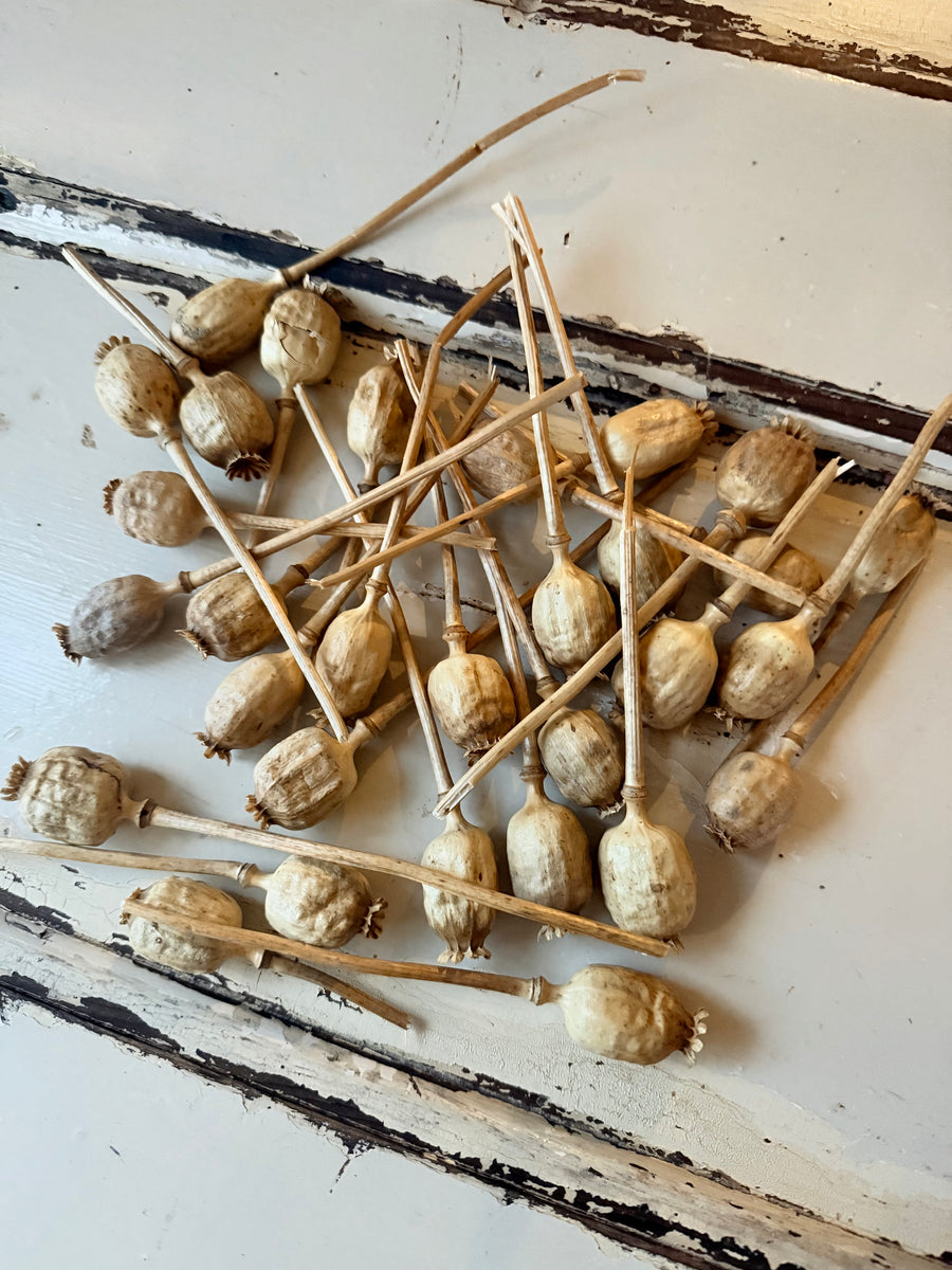 Naturally Dried Poppy Pods* / Papaver - natural brown