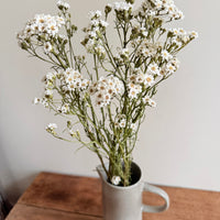 Naturally Dried Ixodia Mini Daisy / Mountain Daisy - White