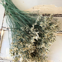 Preserved Crystal Grass / Caspea