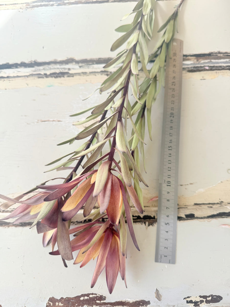 Naturally Dried / Preserved Leucadendron - Native