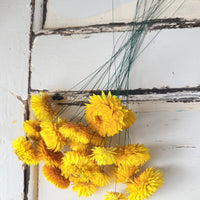 Dried Strawflower Daisy flower bunch - Helichrysum / Everlasting / Paper Daisy - stems / heads - Australian Native