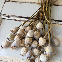 Dried Poppy Pods / Papaver - natural brown
