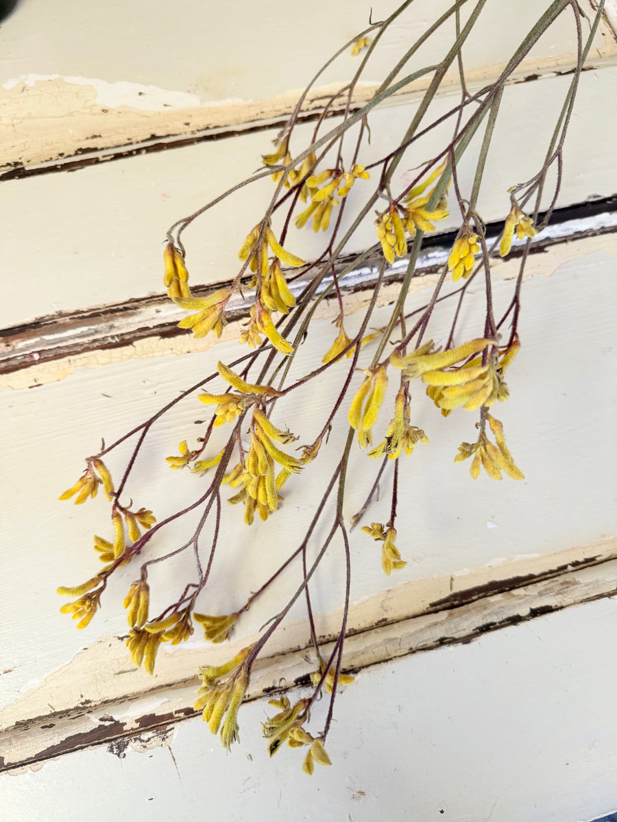 Preserved / Naturally Dried Kangaroo Paw