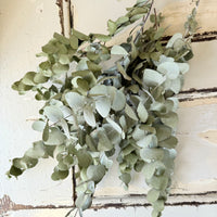 Naturally Dried Gum / Eucalyptus - natural green