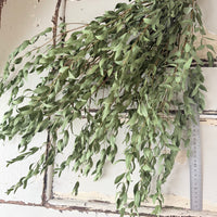 [VIC - Pickup / Local Delivery Only ] LONG Dried Eucalyptus / Gum - natural green