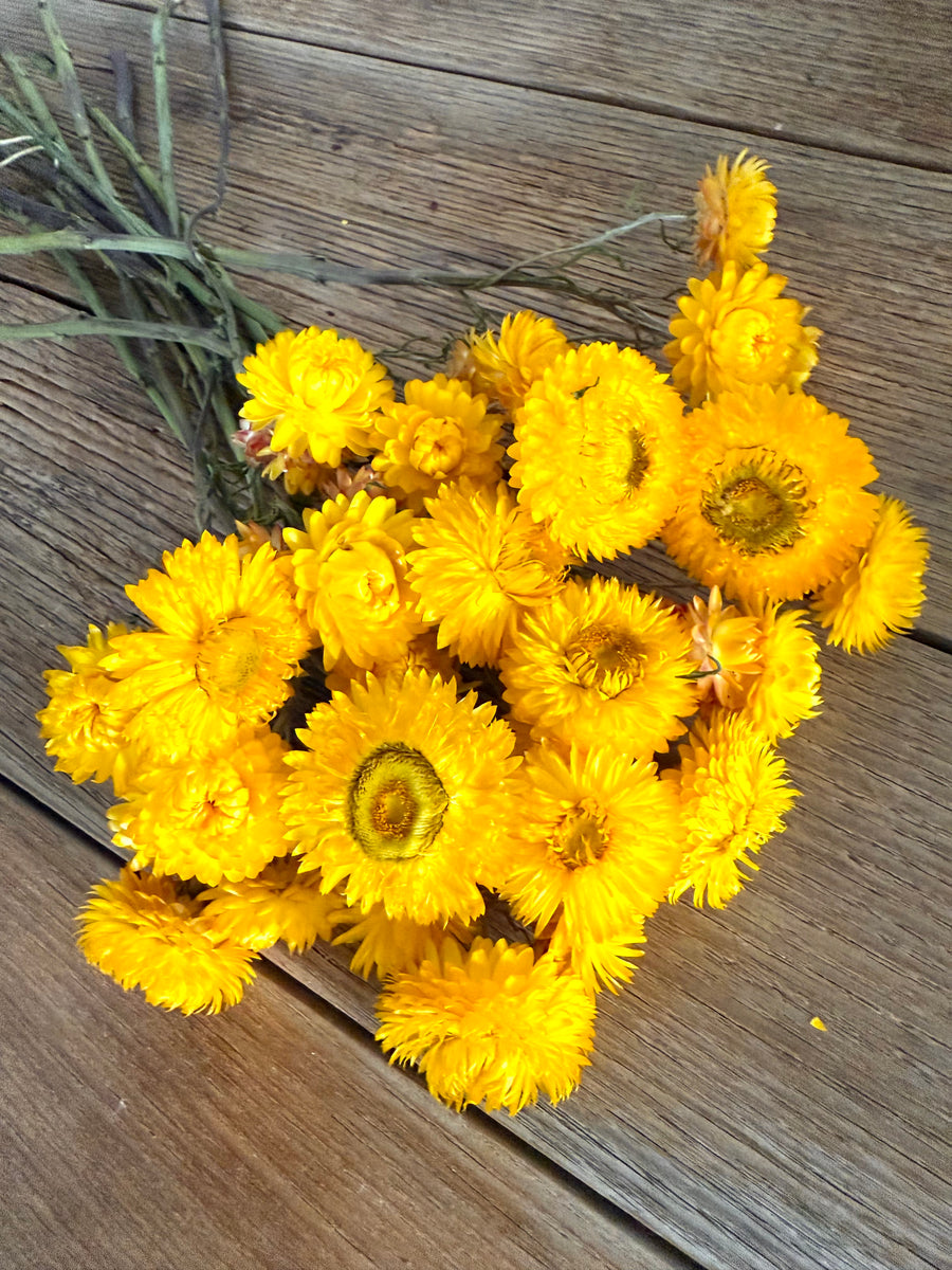 Naturally Dried Helichrysum - Everlasting / Paper Daisy / Strawflower - stems / heads